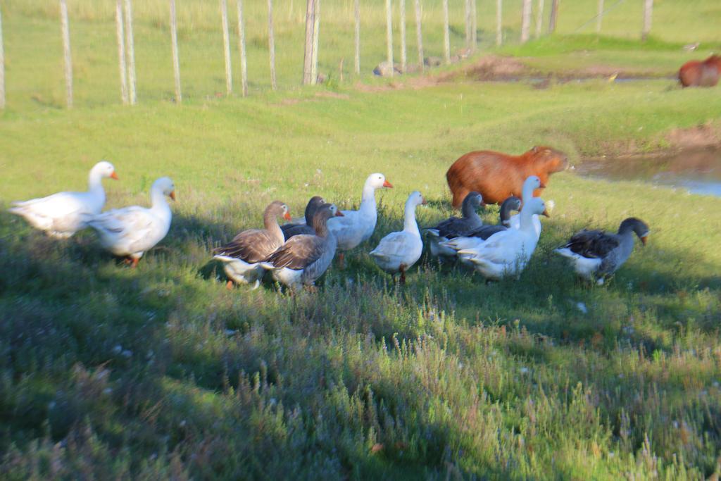 Estancia Turistica Finca Piedra Mal Abrigo Esterno foto