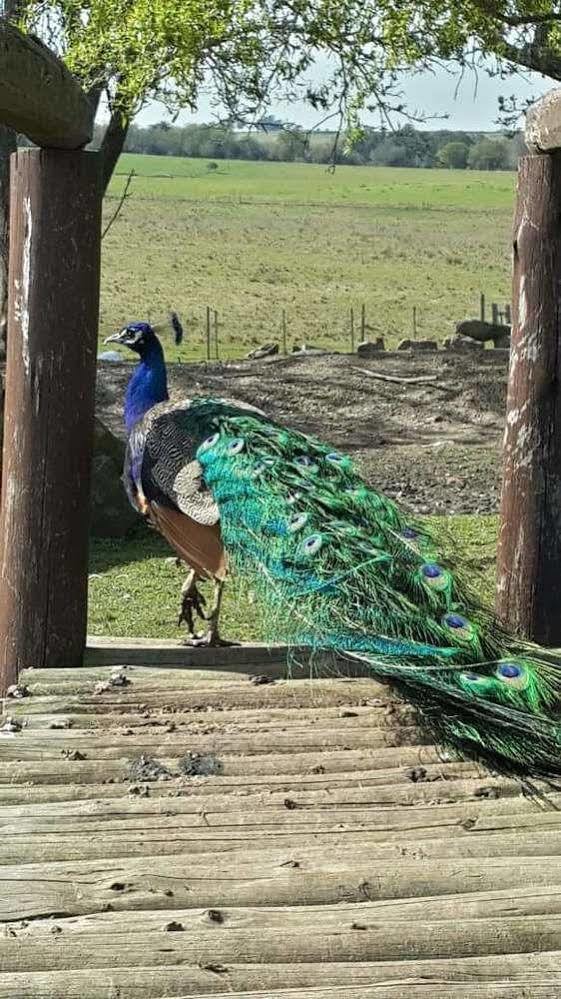Estancia Turistica Finca Piedra Mal Abrigo Esterno foto